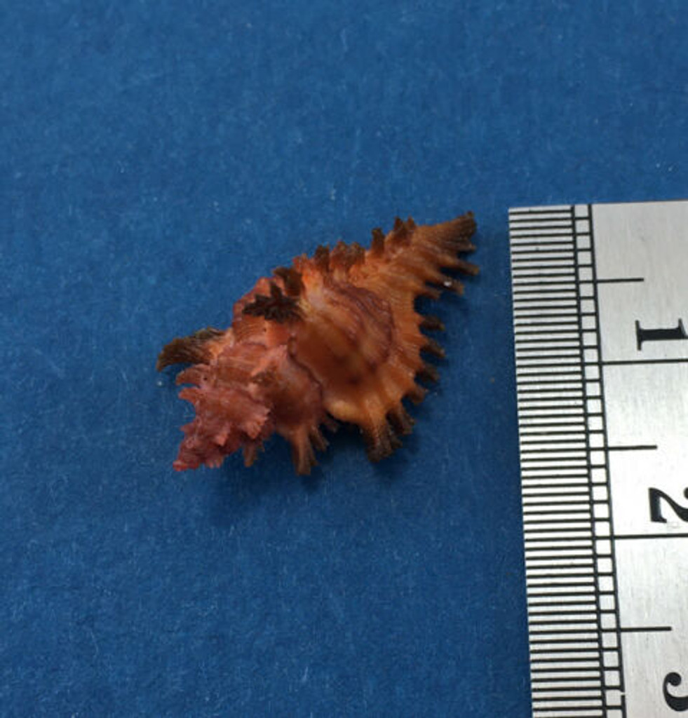 #24 23.1mm Chicoreus Strigatus Dived 20m Palawan Philippines Muricidae