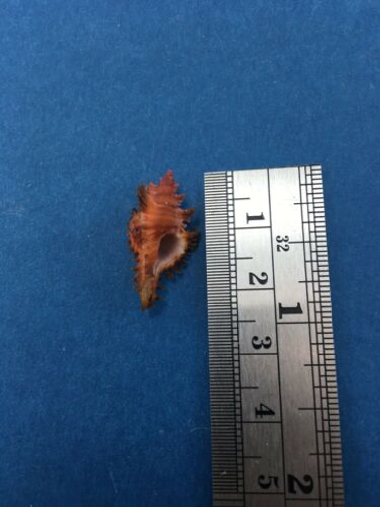 #24 23.1mm Chicoreus Strigatus Dived 20m Palawan Philippines Muricidae