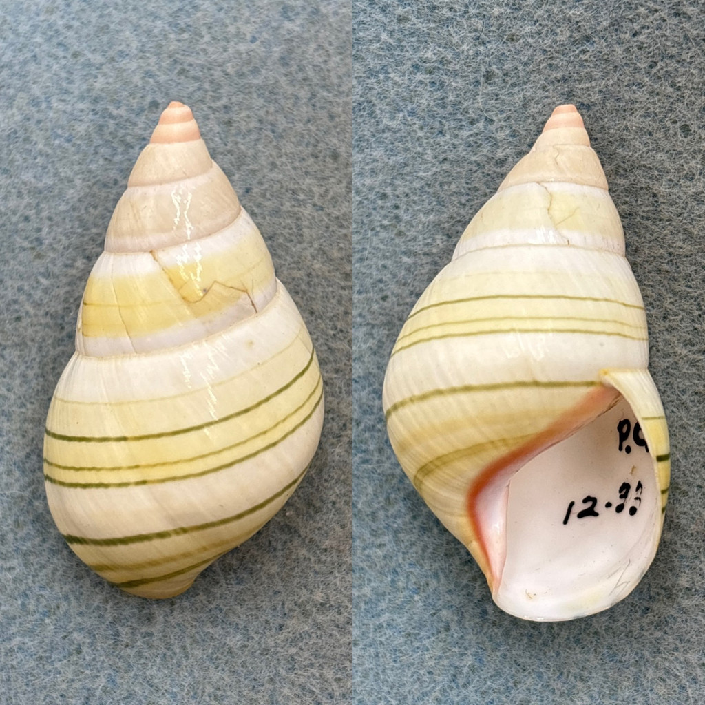 #3 Liguus fasciatus livingstoni 45.9mm F+ Pinecrest #36