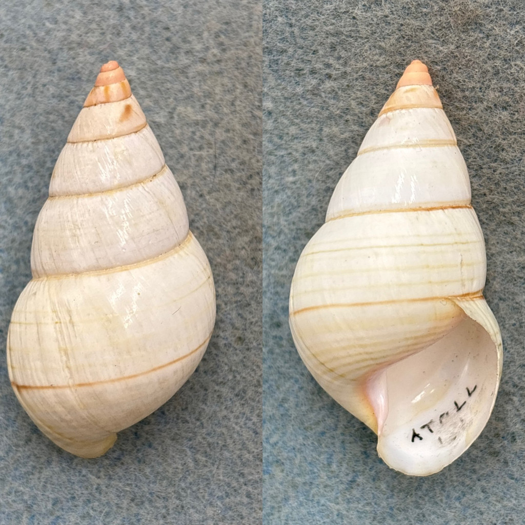 #4 Liguus fasciatus elegans 47mm F/+ (Lip Chips) Atoll Hammock Collected 1933