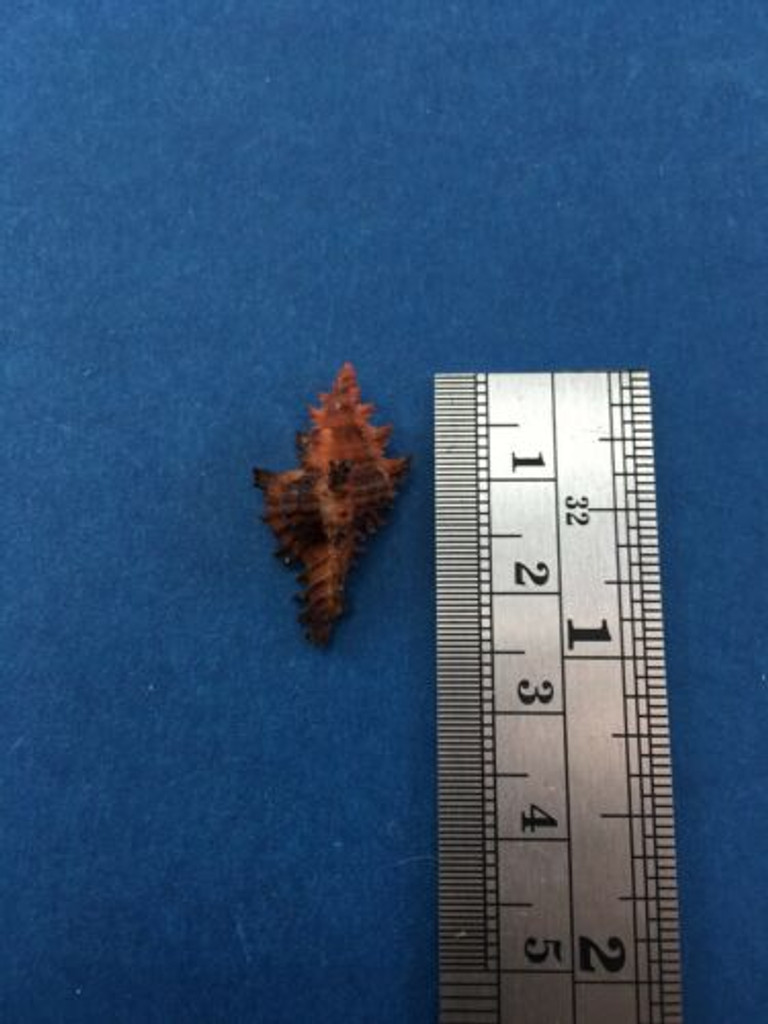 #25 24.5mm Chicoreus Strigatus Dived 20m Palawan Philippines Muricidae