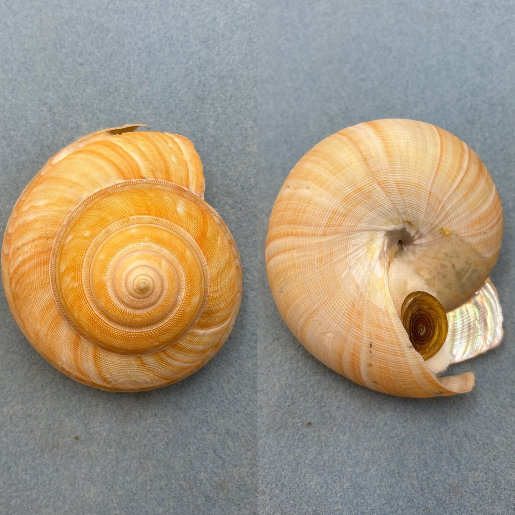 Pleurotomaria teramachii 104.4mm F+ W/O 150-200fm Okinoshima, Kochi Pref. Japan