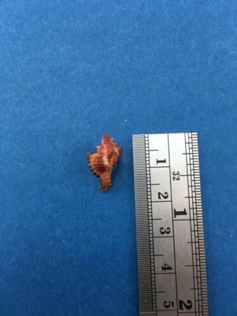 #29 16.8mm Chicoreus Strigatus Dived 20m Palawan Philippines Muricidae