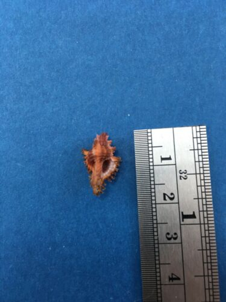 #29 16.8mm Chicoreus Strigatus Dived 20m Palawan Philippines Muricidae