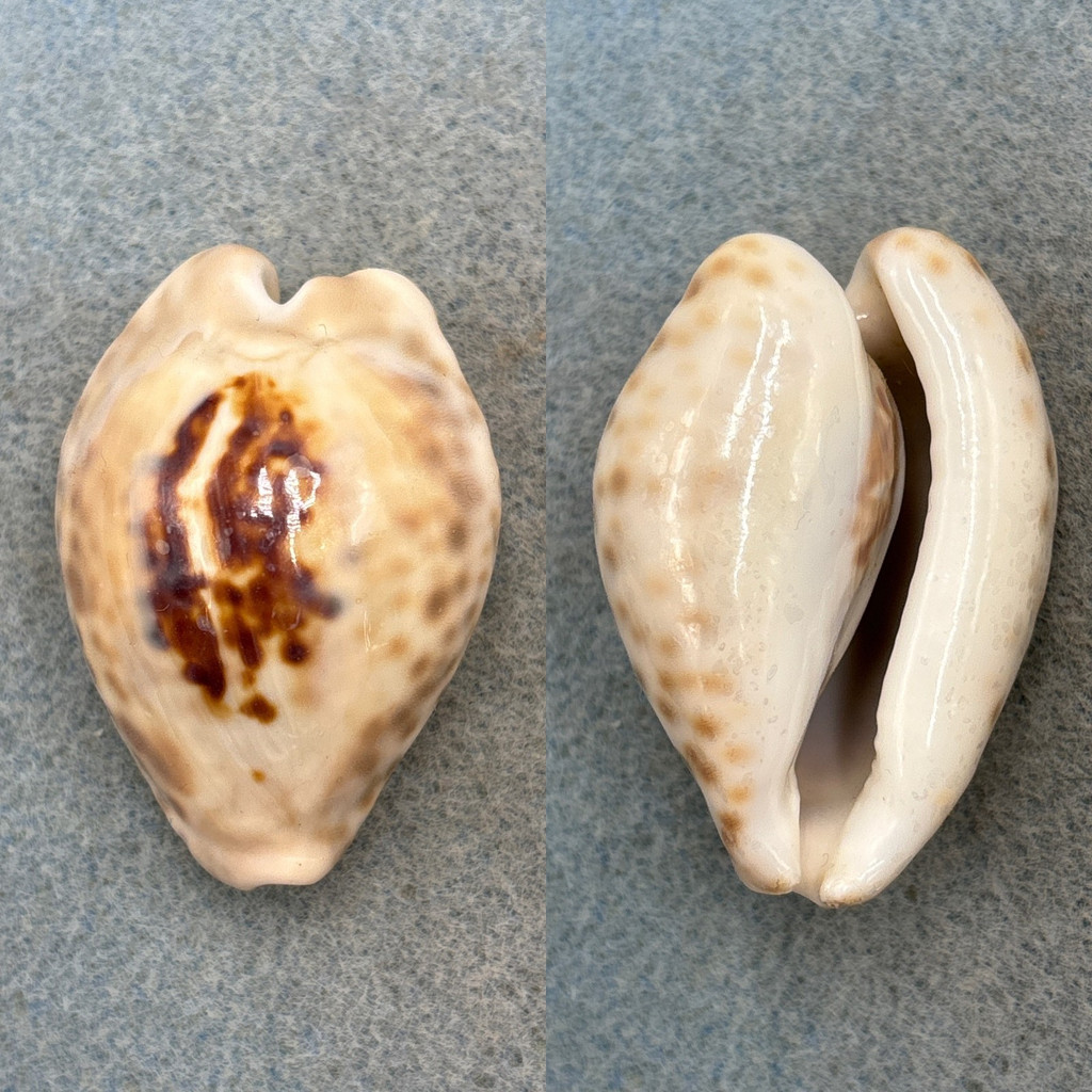 #1 Cypraea teulerei 47.9mm F+ Arabian Gulf, 1974