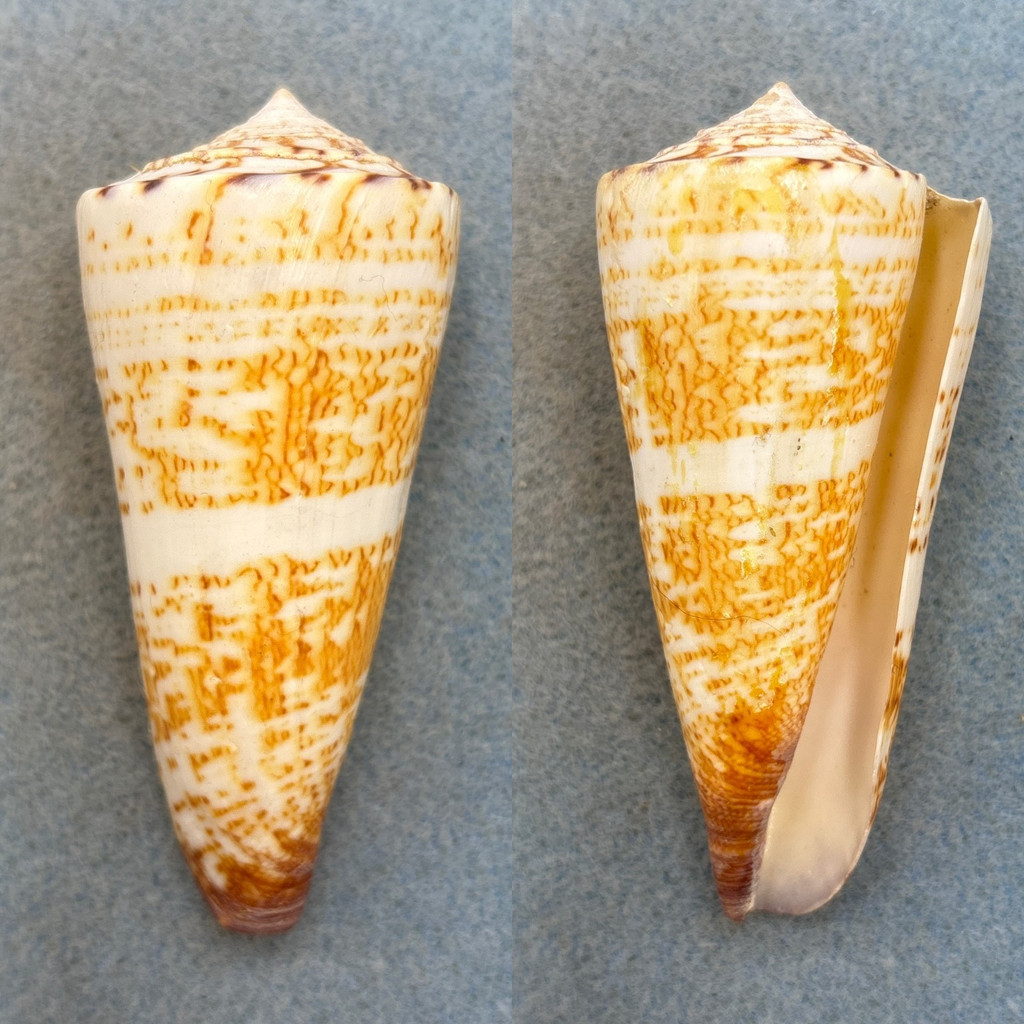 #1 Conus thalassiarchus 84.8mm F++ Jolo Island, Philippines