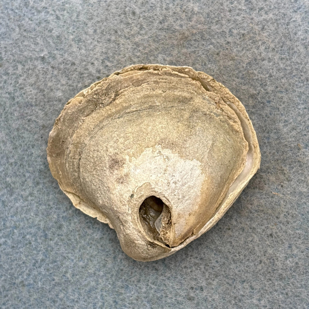 Anomia ephippium 43.2mm F+ Shallow Water On Sand, Repose Bay, Mauritania