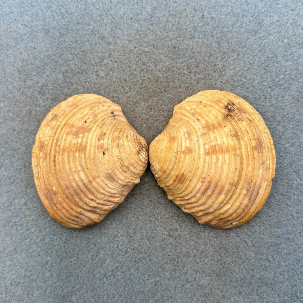 Venus crebrisulca 51.5mm F+ 11fm On Sand Cape Blanc, Mauritania