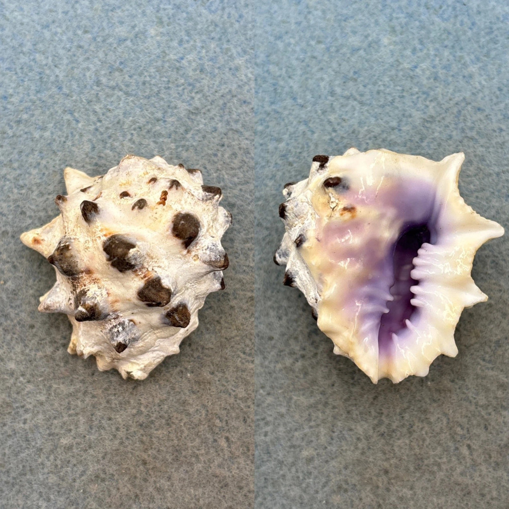 #3 Drupa morum 36.3mm F+ Bohol Island, Philippines