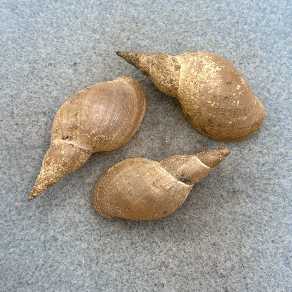 Lymnaea stagnalis appressa Lot 40-44mm F+ Little Wood River, Idaho