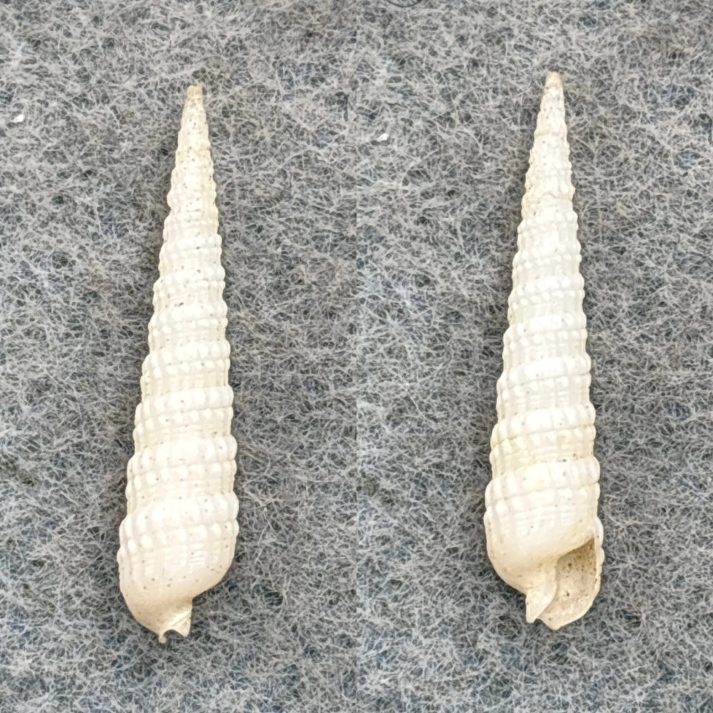 #3 Terebra nodularis 23.8mm F+ Honolulu, Hawaii