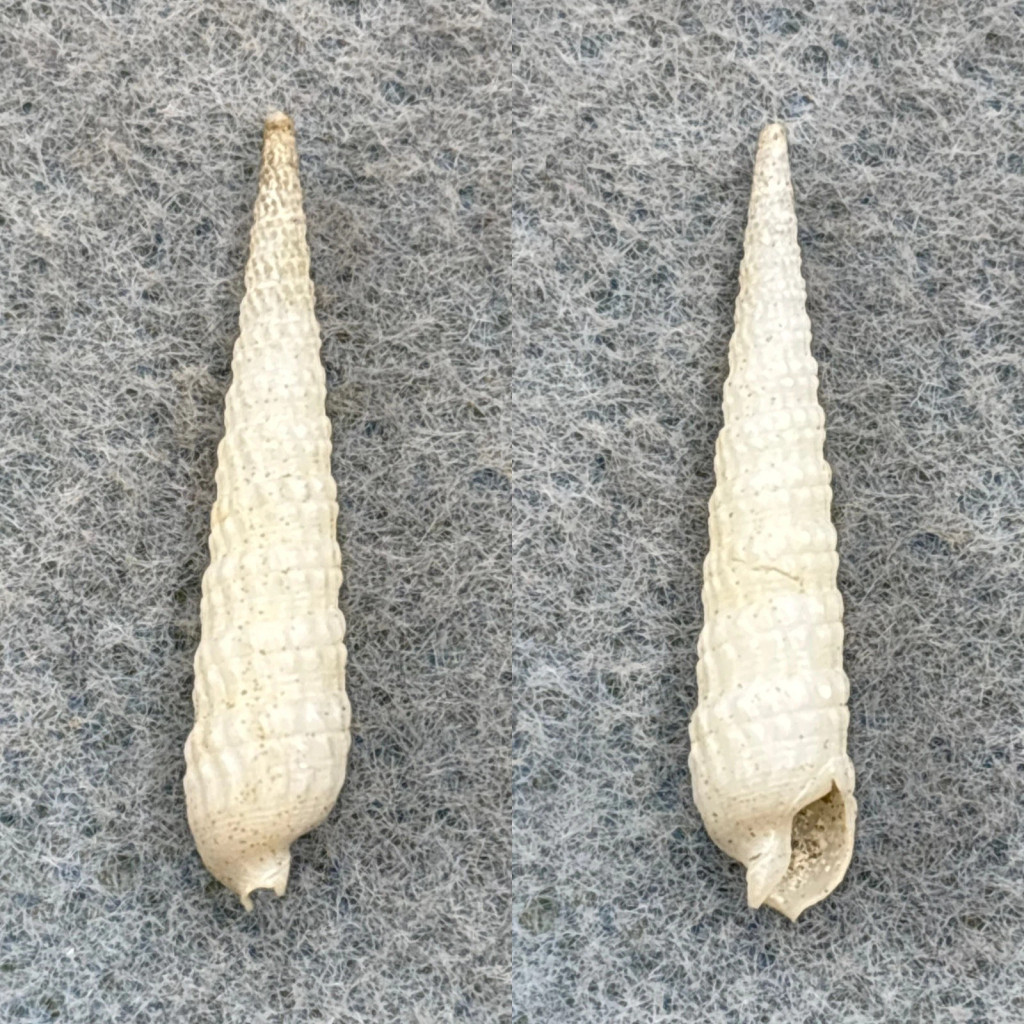 #2 Terebra nodularis 26.3mm F+ Honolulu, Hawaii