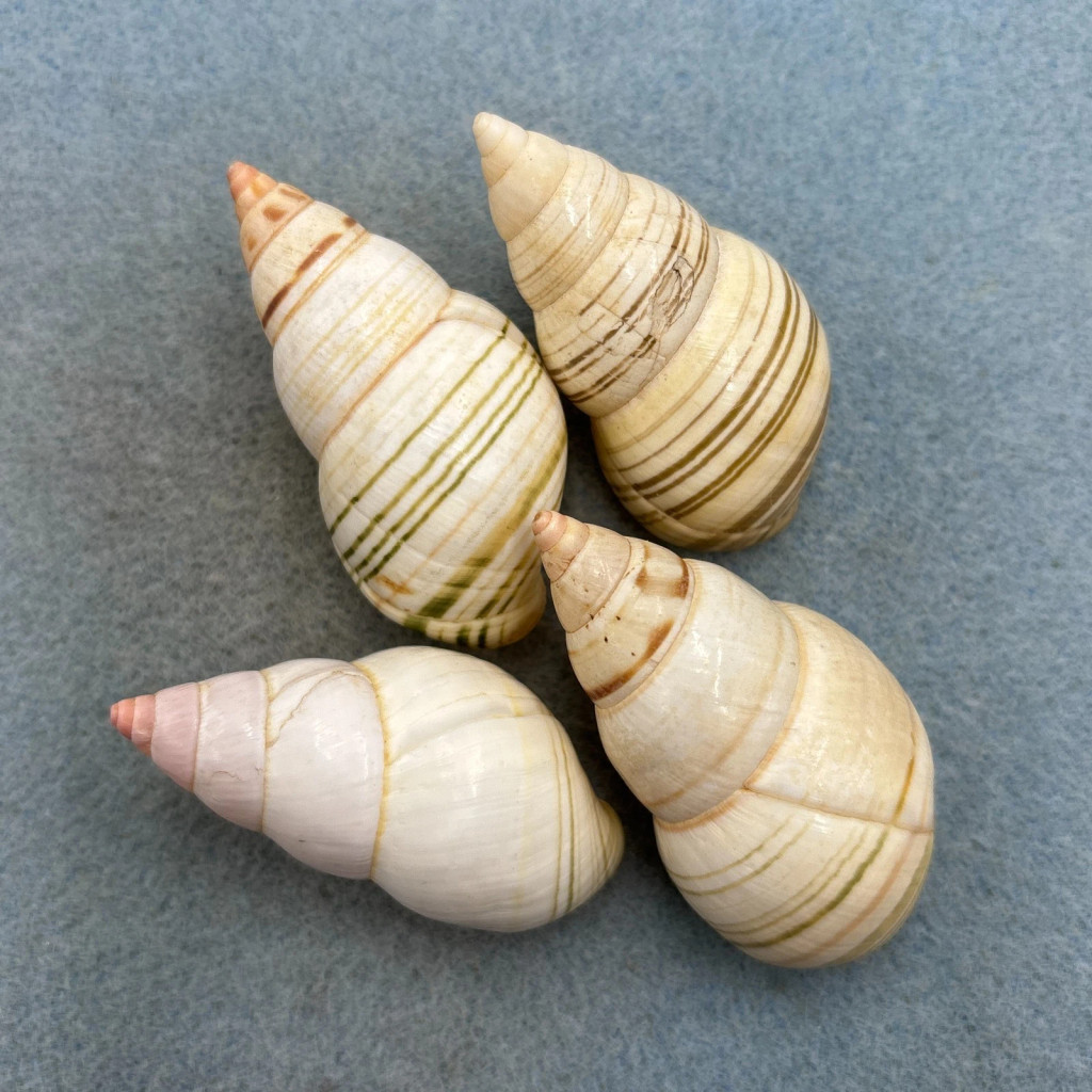 #6 Liguus fasciatus Mixed Lot No Data 53-58mm