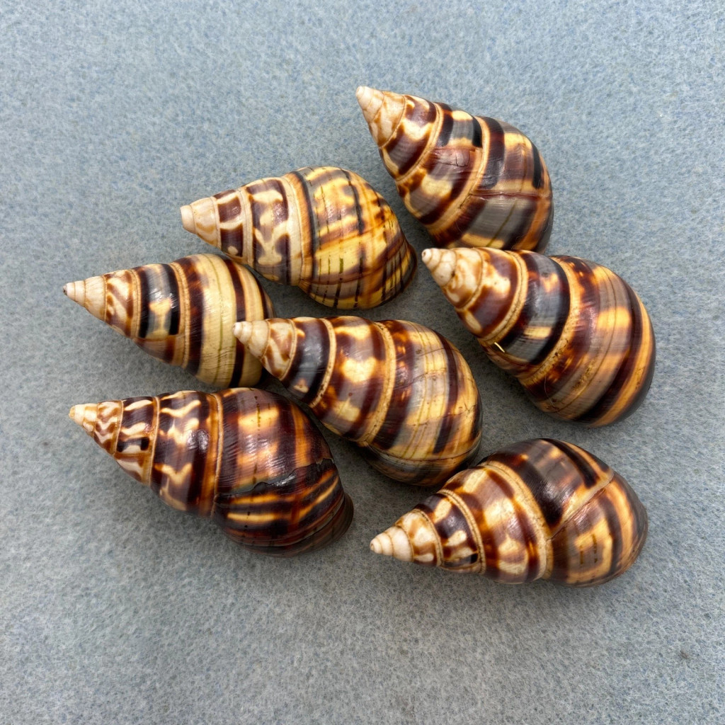 #2 Liguus fasciatus Mixed Lot No Data 41-51mm