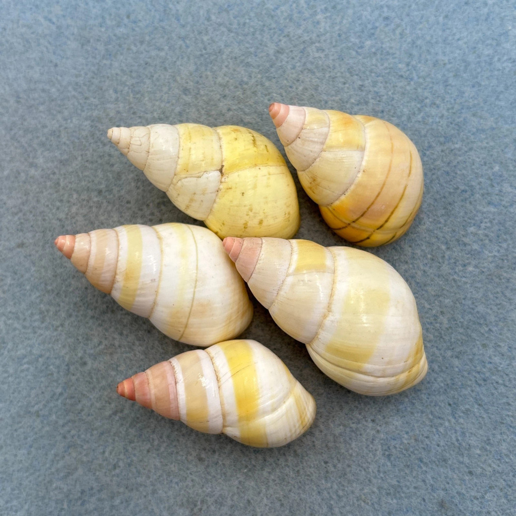 #4 Liguus fasciatus Mixed Lot No Data 38-47mm