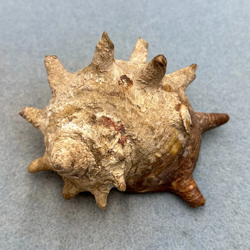 Turbo cornutus 87.2mm F/+ No Data