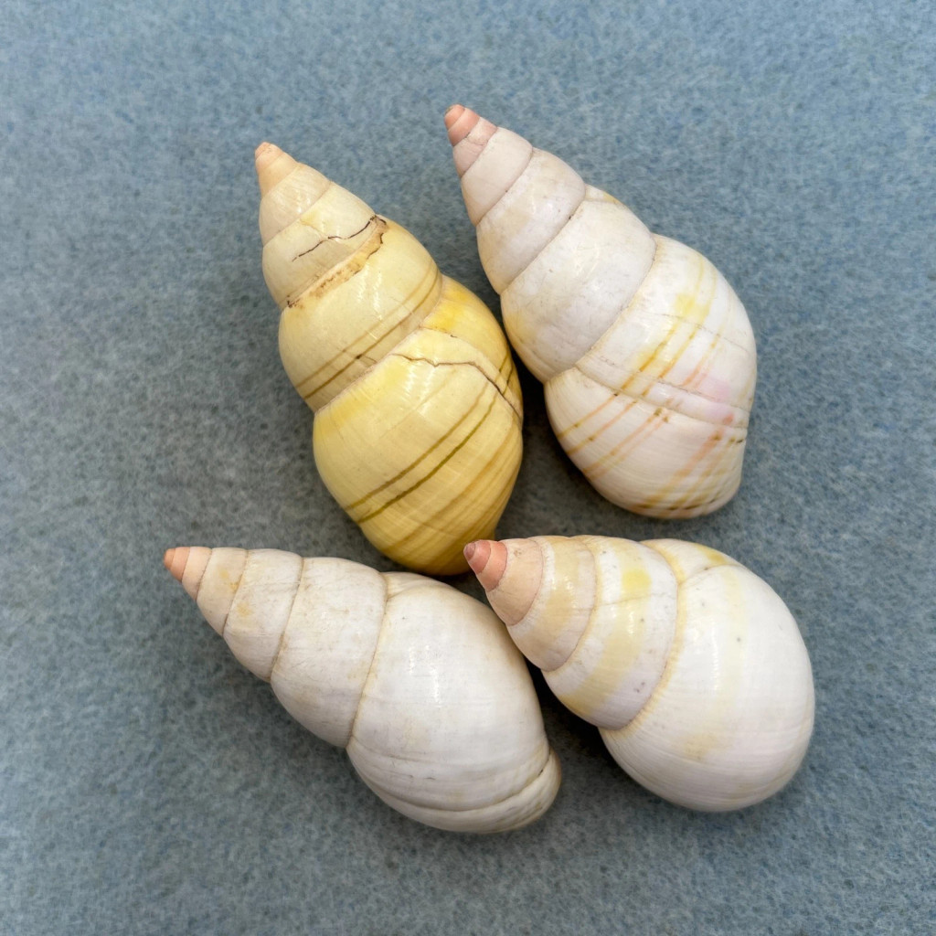 #5 Liguus fasciatus Mixed Lot No Data 48-54mm