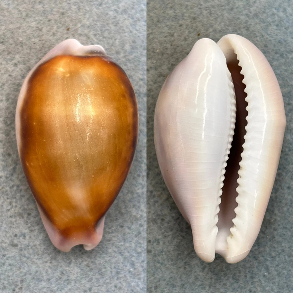 #3 Cypraea spadicea 48.1mm Fresh Dead Intertidal, La Piedra State Beach, Calif.