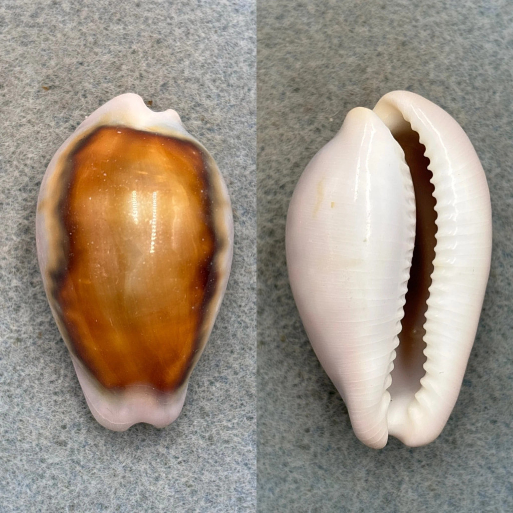 #7 Cypraea spadicea 43.7mm Fresh Dead, Intertidal, Nicholas Canyon Co. Calif.