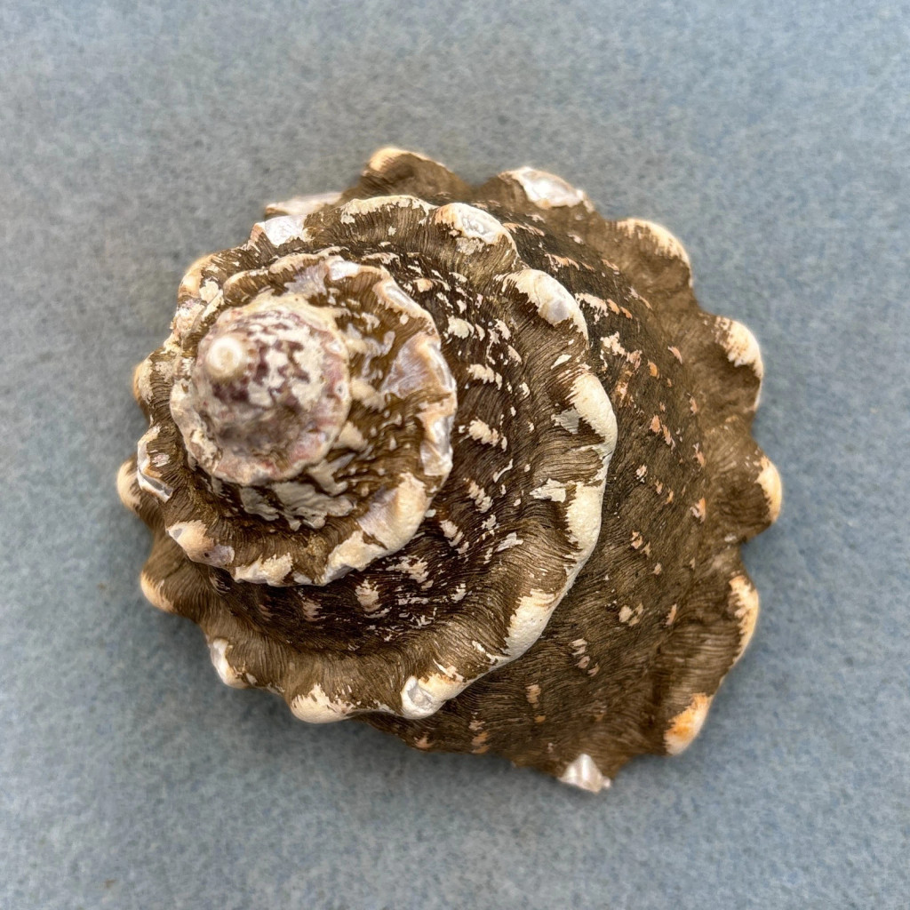 #1 Megastraea undosa 80.9mm F/+ Lunada Bay, Palos Verdes Peninsula, California