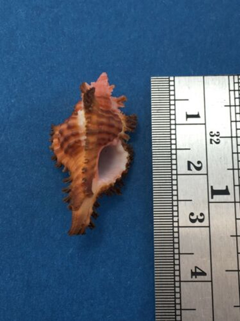 #47 31.8mm Chicoreus Strigatus Dived 20m Palawan Philippines Muricidae