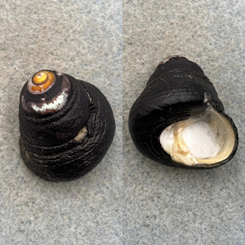 #2 Tegula funebralis 31.4mm Crabbed, Marina del Rey Entrance Channel, California