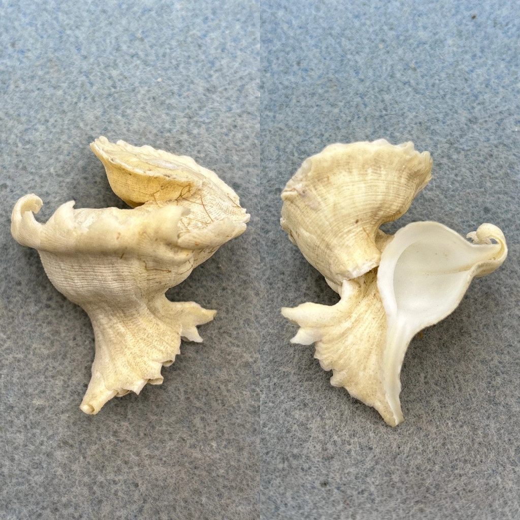 Latiaxis mawae 43.3mm F/+ Panglao, Philippines