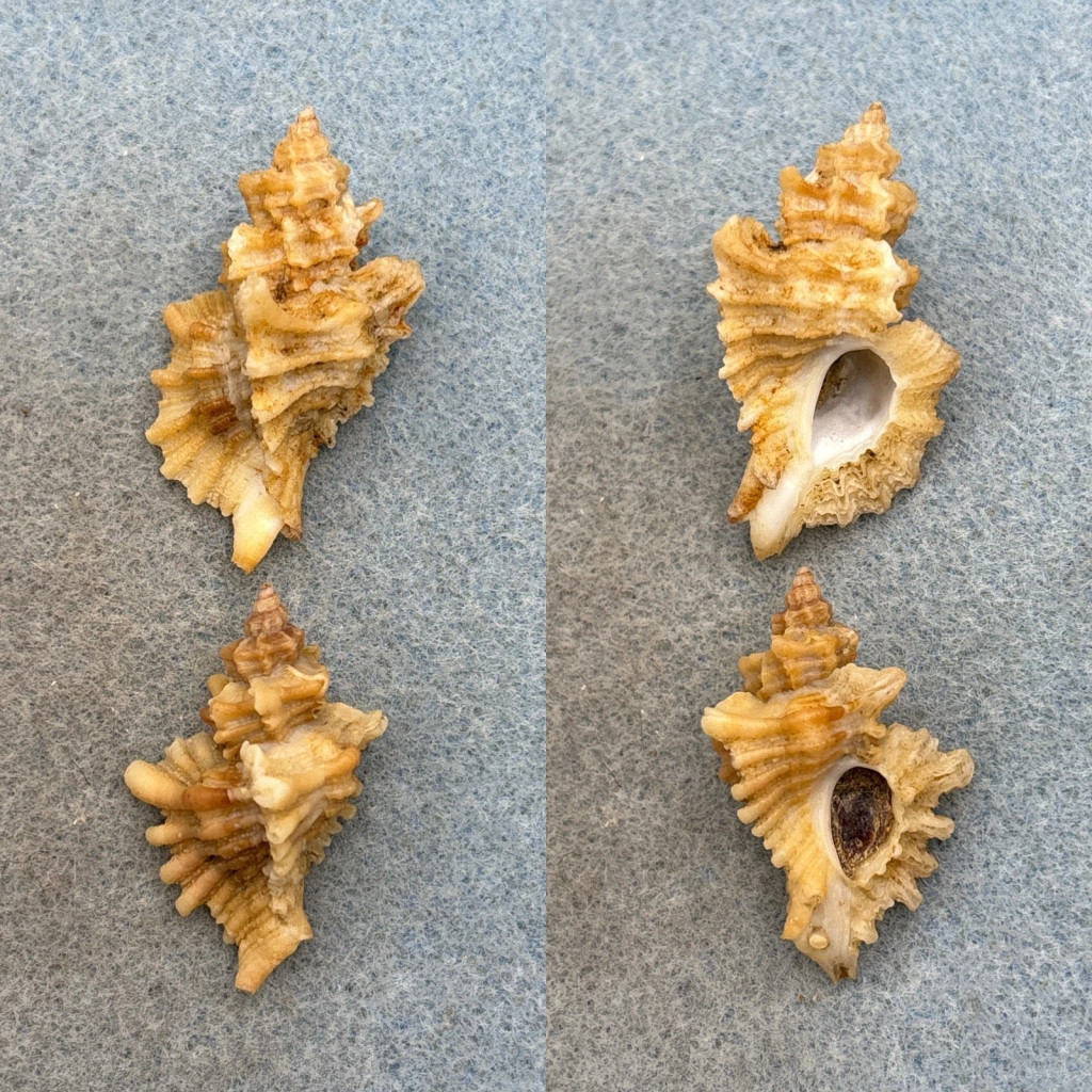 Ocenebra erinaceus Lot 33-39mm F+/++ W/O Barcelona, Spain, 35-40m