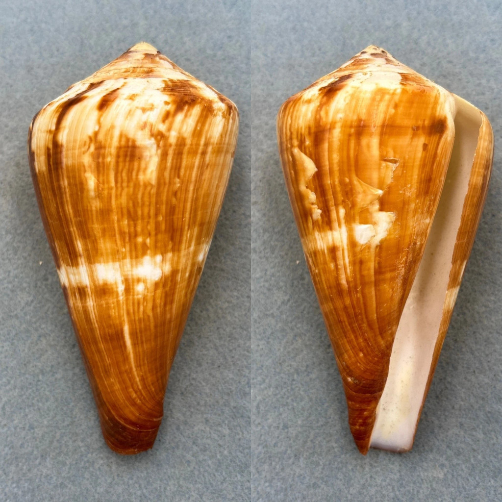 #3 Conus vexillum 111mm F+ Philippines