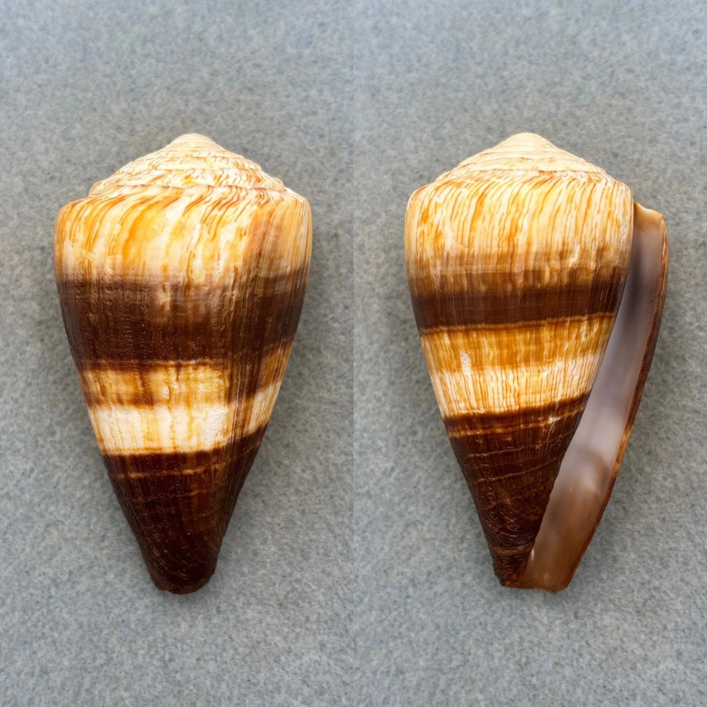 #2 Conus miles 79.6mm F++ Philippines