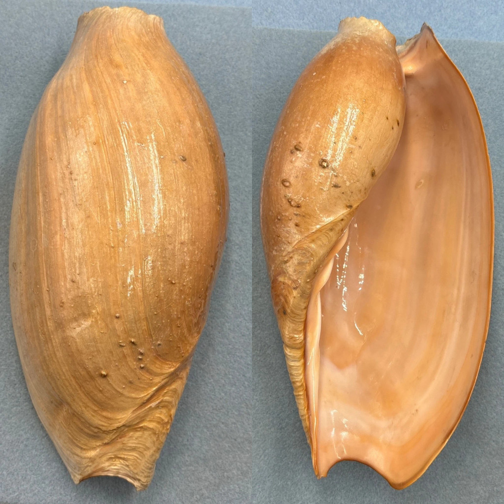 Cymbium glans 256mm F+ No Data