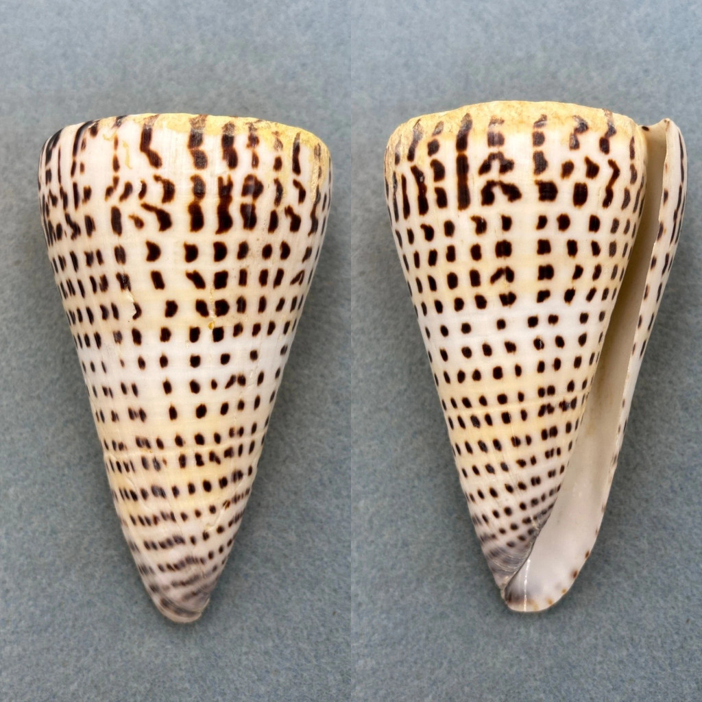 #2 Conus litteratus 107.8mm F+ Siasi, Sulu Sea, Philippines