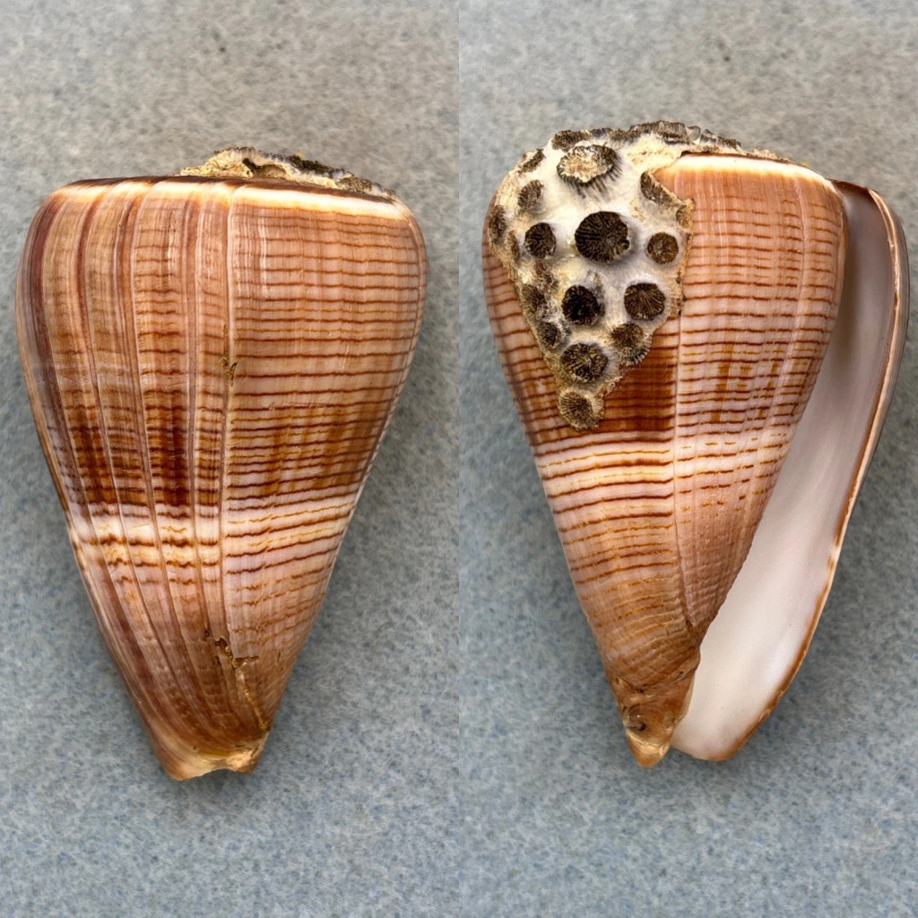 #1 Conus figulinus 70.4mm F++ W/Attachment Lingayen Gulf, Luzon, Philippines