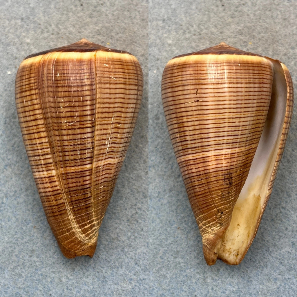 #2 Conus figulinus 69.2mm F+ Philippines