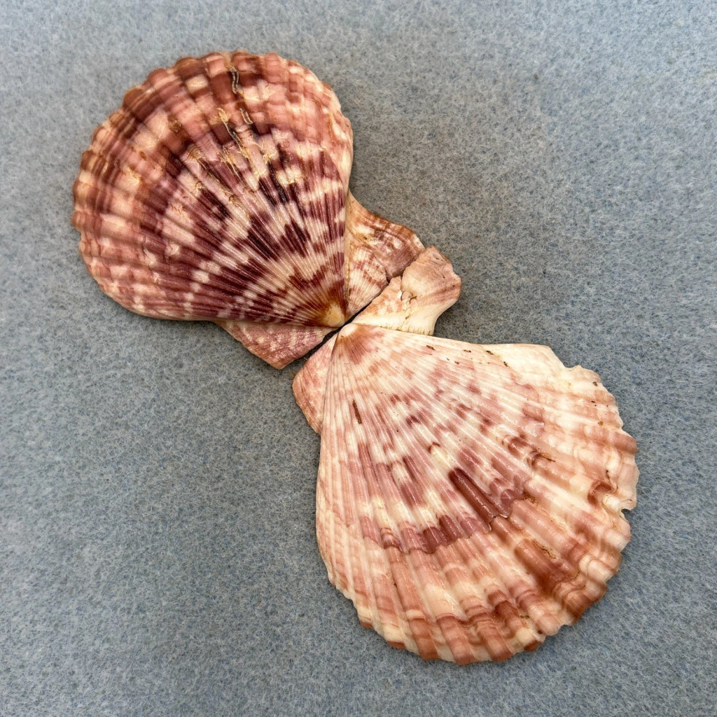 Mimachlamys townsendi 70.1mm F+ Karachi, Pakistan