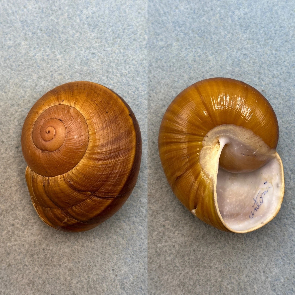 #2 Ryssota antonii mm F+ Baler, Quezon, Philippines Chronidae