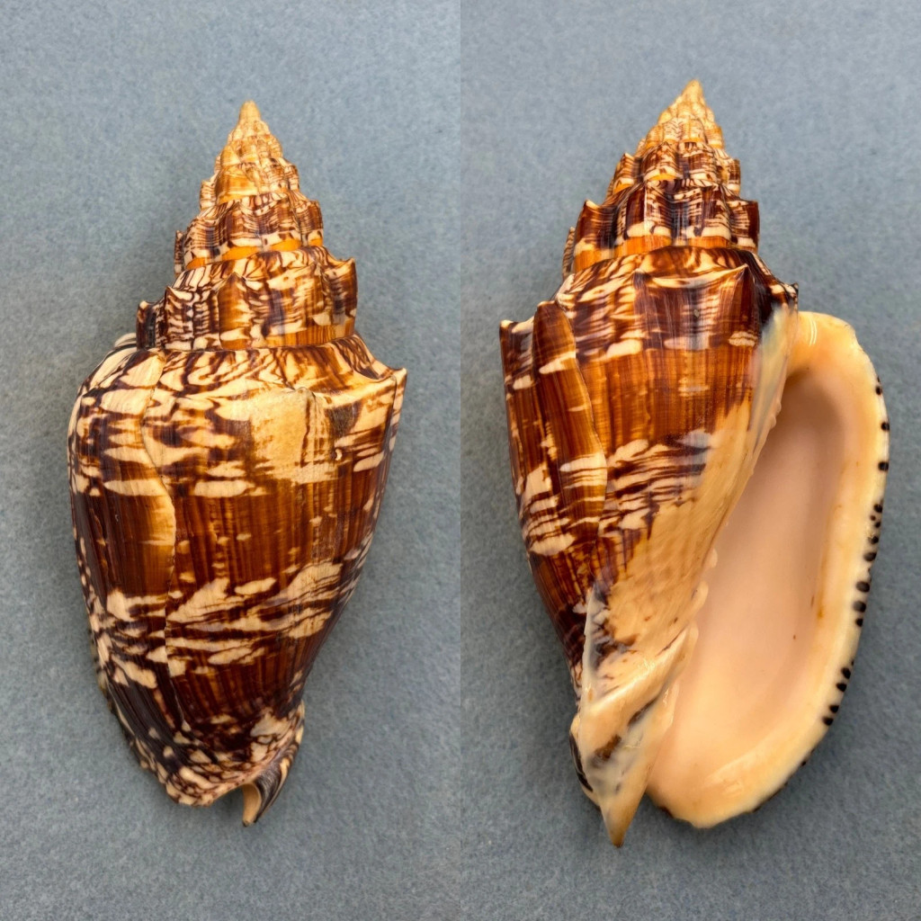 Voluta ebraea 160mm F+ Crabbed, In Lobster Pots, Natal, Brazil