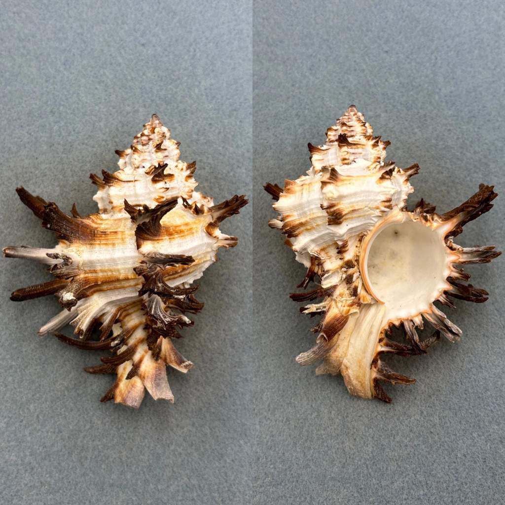 #9 Hexaplex cichoreum 106.6mm F+ Sorsogon Bay, Philippines