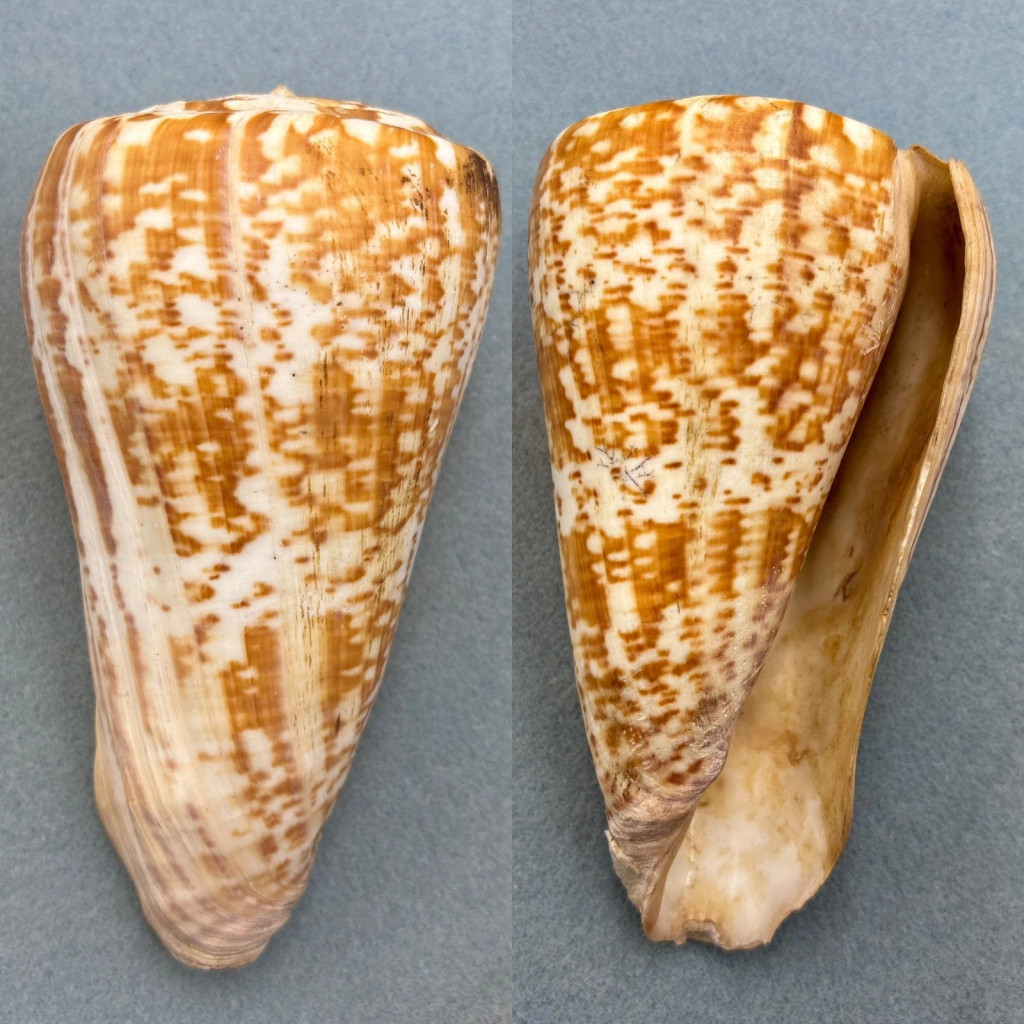 Conus pulcher 166mm F+ No Data