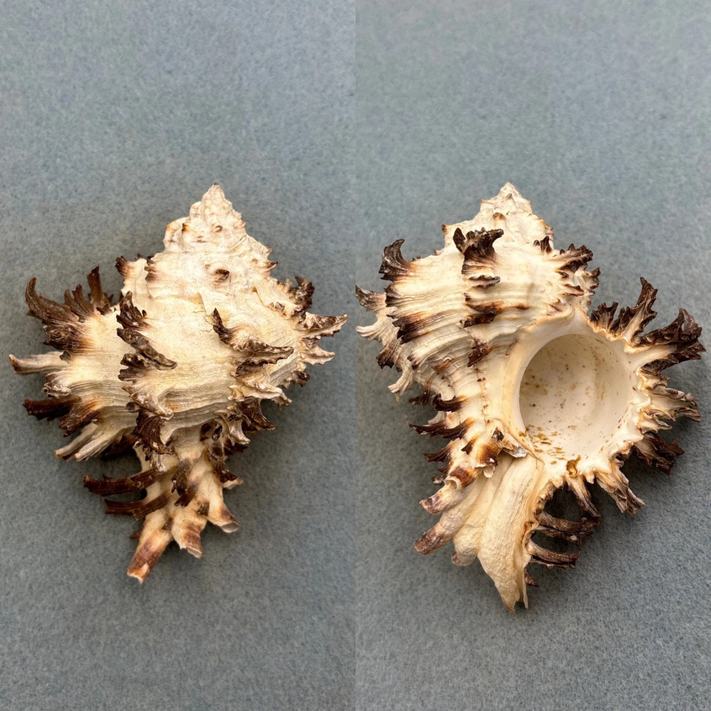 #8 Hexaplex cichoreum 104.1mm F+ Sorsogon Bay, Philippines