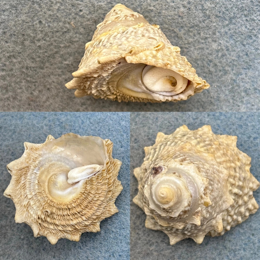 Lithopoma phoebium 33.7mm F+ W/O Salvadore Horbor, Brazil 2fm On Rock