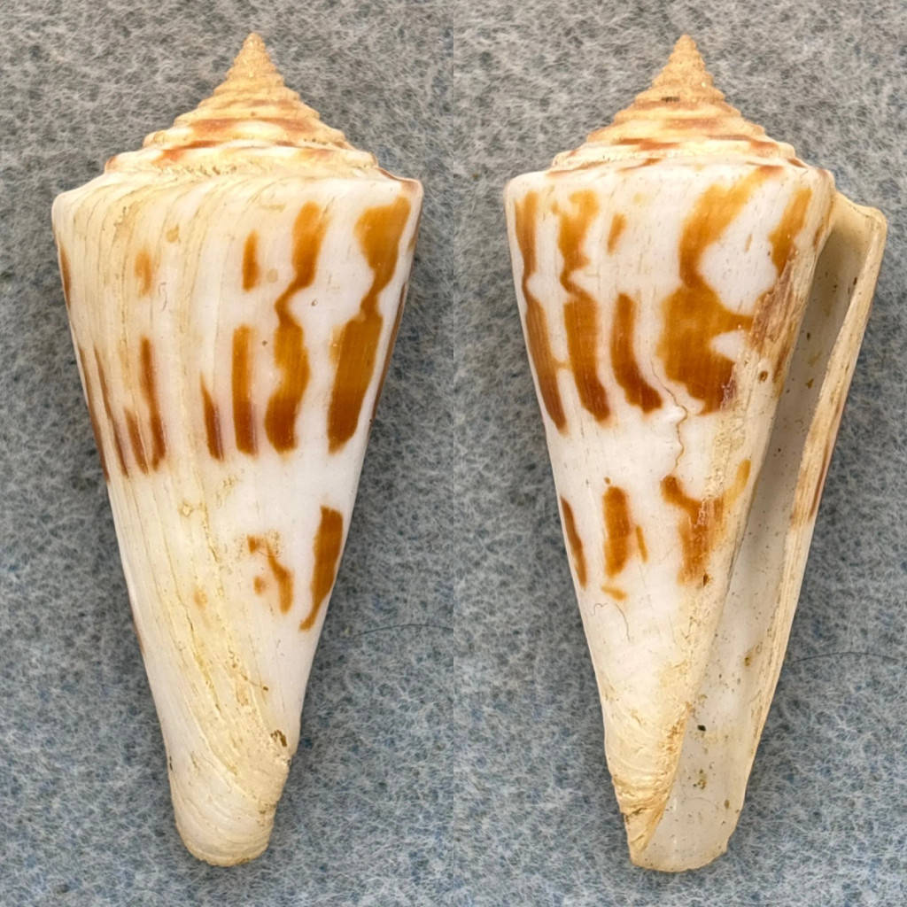 Conus poormani 50mm F+ Perlas Is. Panama 12-20fm