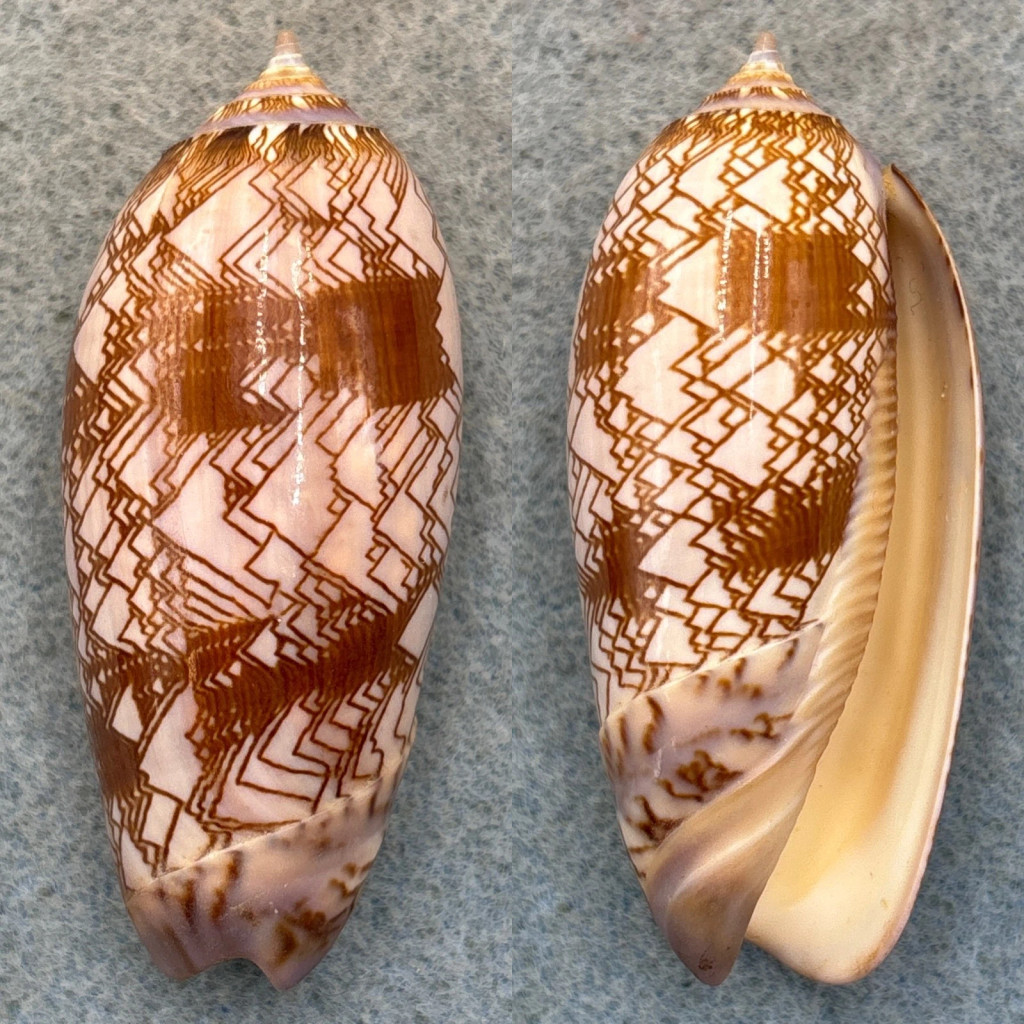 #3 Oliva porphyria 60.8mm F++ No Data