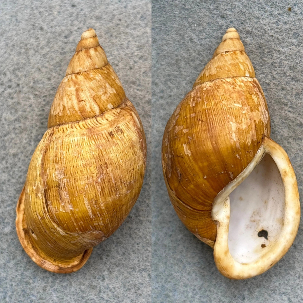 #1 Porphyrobaphe irrorata elongata RARE 53.6mm F Mera, Ecuador