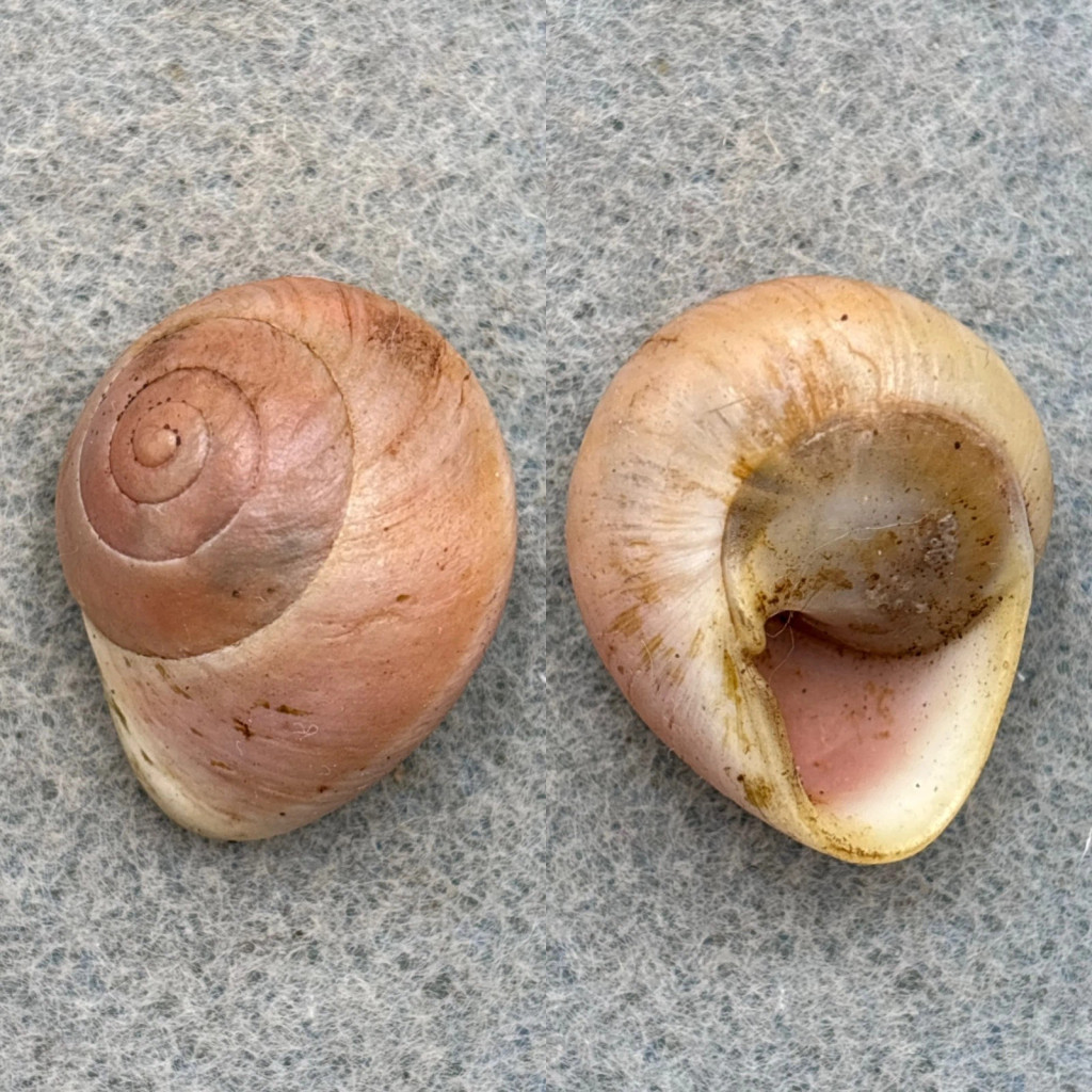 Emoda submarginata 25.3mm F++ El Retiro, Matanzas Helicinidae