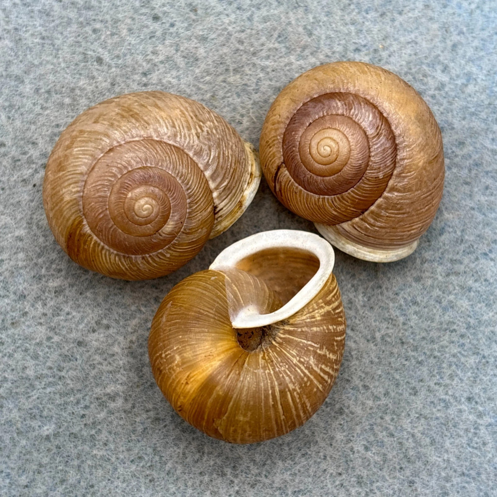 Allogona townsendiana Lot 25-27mm F+ Seattle, Washington Polygyridae