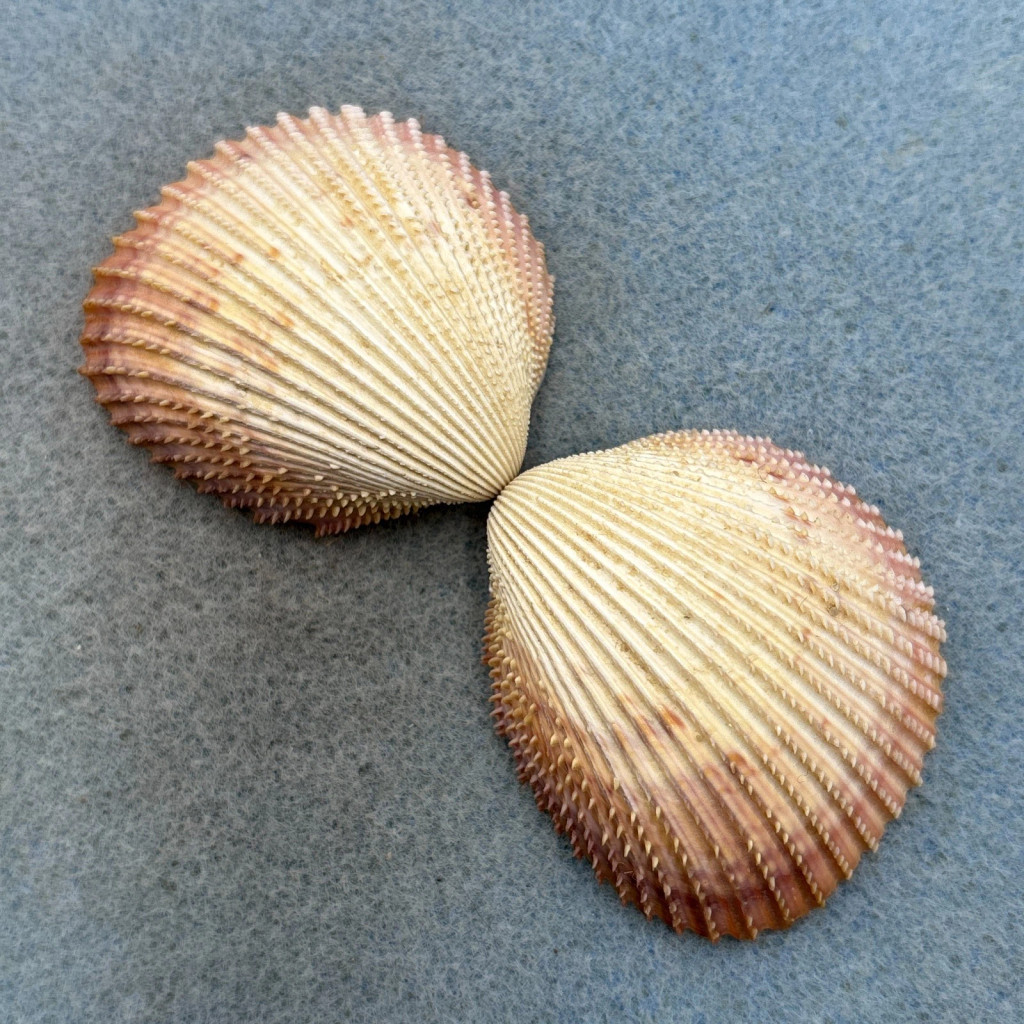 Trachycardium isocardia 46.4mm F++ Salvadore Harbour, Brazil, 2fm