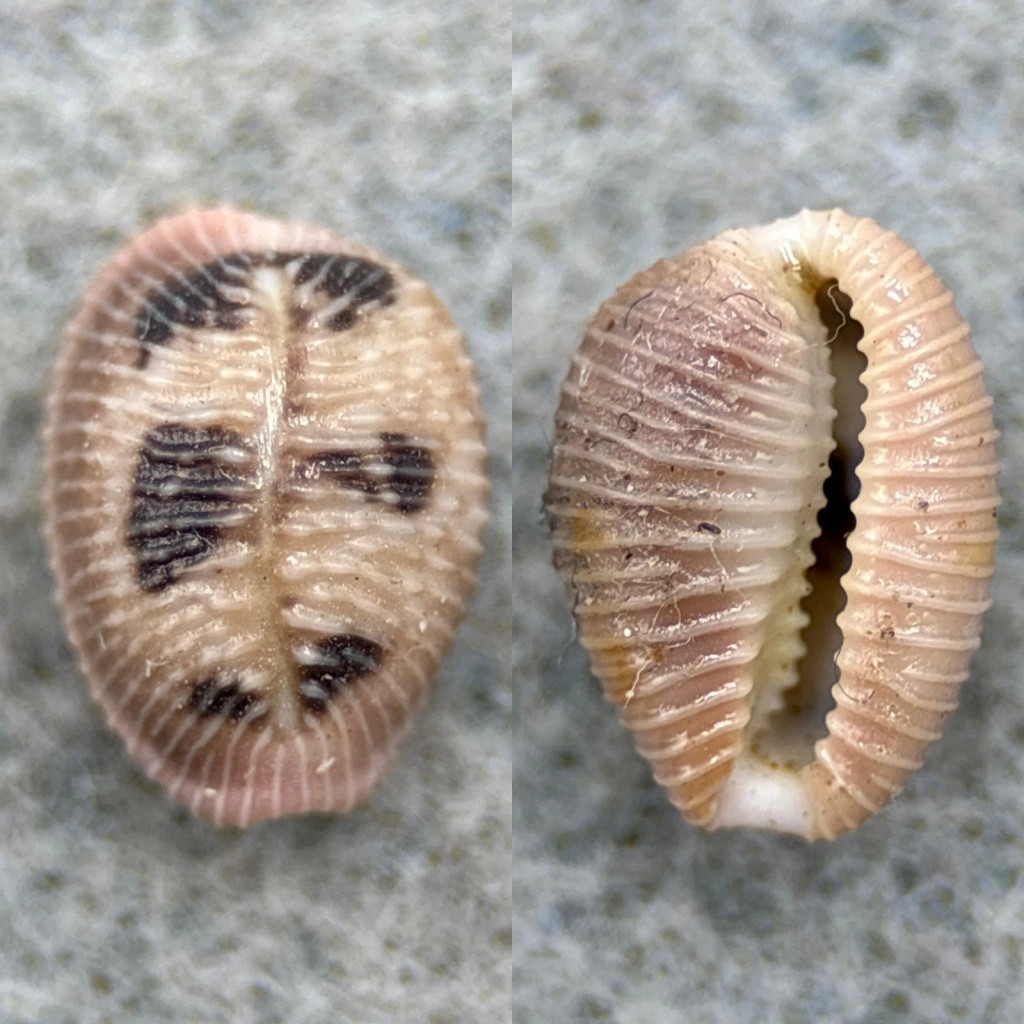 Trivia pediculus 9.8mm Gem Union Island, W. Indies, Shallow Water Under Rock