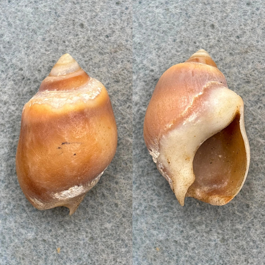 Buccinastrum deforme 33.8mm F Patagonia Nassariidae