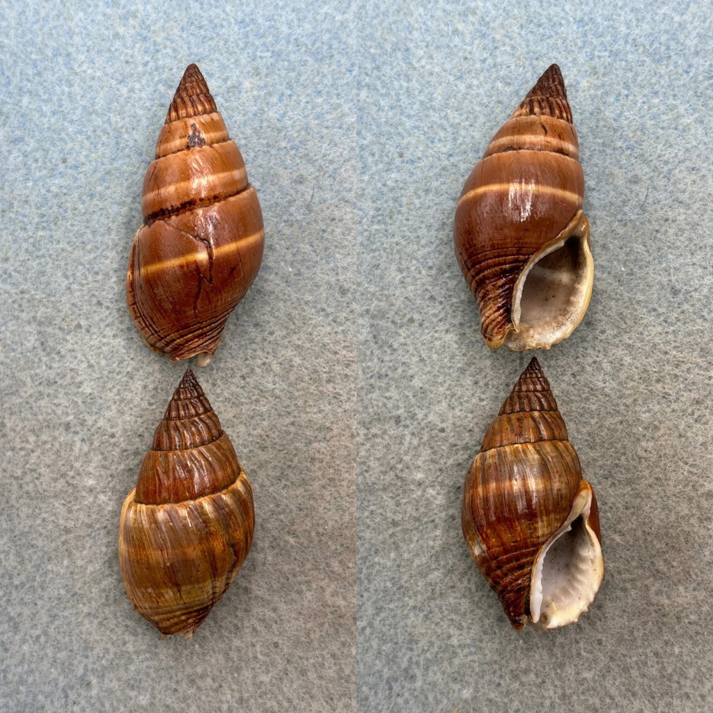 Nassarius olivaceus Lot 36-40mm F+ Mauritius